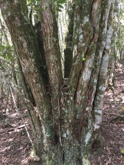 Lithocarpus konishii