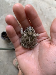 Tomopterna cryptotis