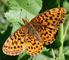 Boloria epithore