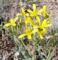 Crepis occidentalis