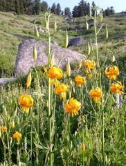 Lilium pardalinum wigginsii