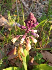 Bellevalia trifoliata