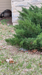 Juniperus chinensis