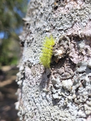 Automeris naranja