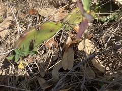 Opuntia austrina