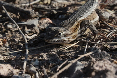 Sceloporus edbelli
