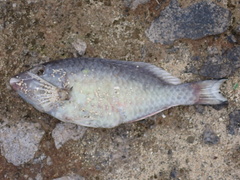 Scarus taeniopterus