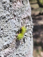 Automeris naranja