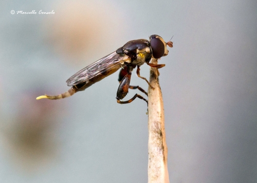Thick-legged Hover Fly, photo 6 of 10