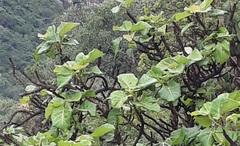 Ficus abutilifolia