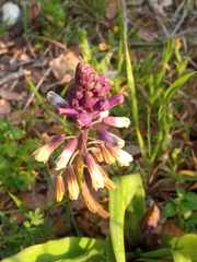Bellevalia trifoliata