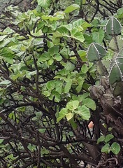 Ficus abutilifolia