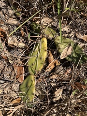 Opuntia austrina