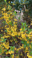 Forsythia × intermedia