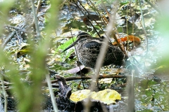 Gallinago nemoricola