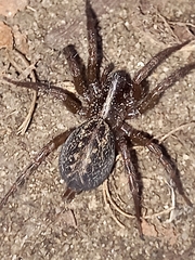 Lycosoides coarctata