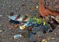 Amblyeleotris steinitzi