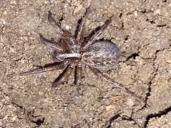 Lycosoides coarctata