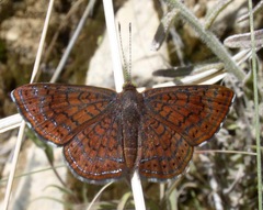 Calephelis arizonensis