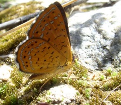 Calephelis arizonensis