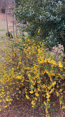 Forsythia × intermedia