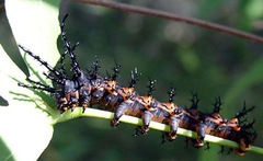 Citheronia splendens sinaloensis