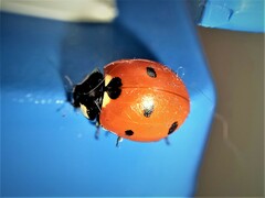 Coccinella septempunctata