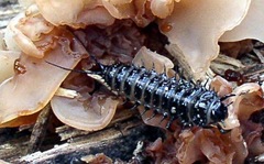 Cypherotylus californicus
