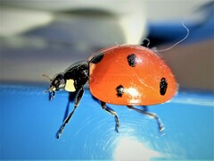 Coccinella septempunctata