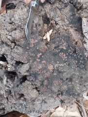 Hypoxylon perforatum