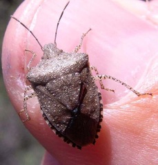 Euschistus conspersus