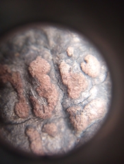 Hypoxylon perforatum