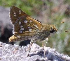 Hesperia pahaska