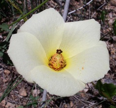 Hibiscus coulteri