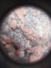 Hypoxylon perforatum