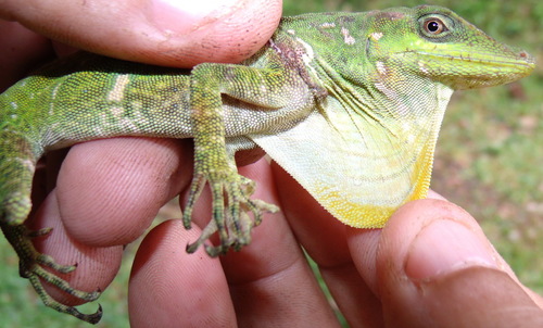 Anolis kunayalae