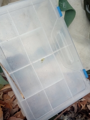 Hypoxylon perforatum