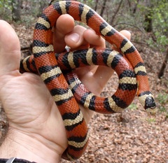 Lampropeltis knoblochi