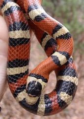 Lampropeltis knoblochi