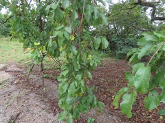 Combretum molle