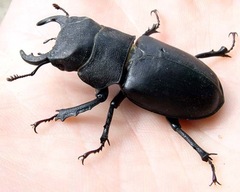 Lucanus mazama