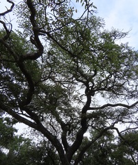 Pterocarpus angolensis