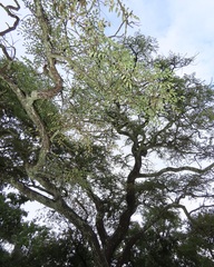 Pterocarpus angolensis