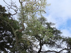 Pterocarpus angolensis