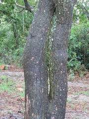 Pterocarpus angolensis