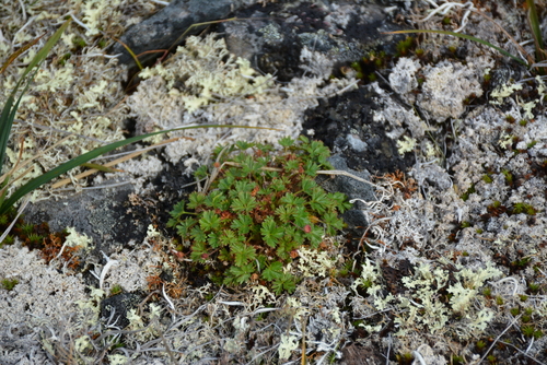 Elegant Cinquefoil (Potentilla elegans)