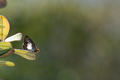 Gerosis phisara