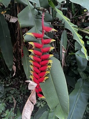 Heliconia rostrata