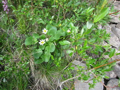 Caltha chionophila