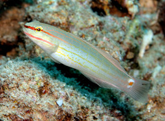 Amblygobius decussatus